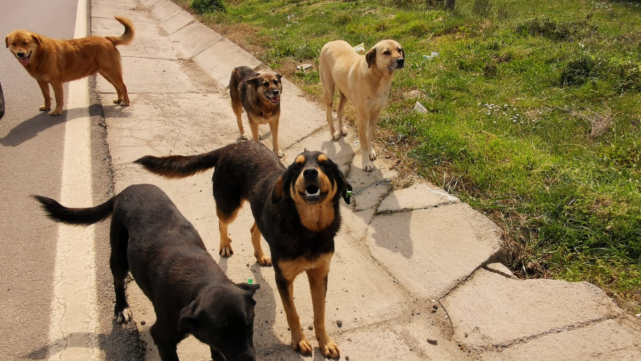 Sahipsiz Sokak Köpekleri